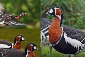 cat costa in romania conservarea unei singure specii de pasari zeci de milioane de euro inghitite de gasca cu gat rosu 68a74ff74e0ee