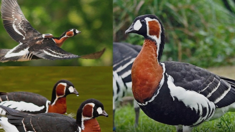 cat costa in romania conservarea unei singure specii de pasari zeci de milioane de euro inghitite de gasca cu gat rosu 68a74ff74e0ee