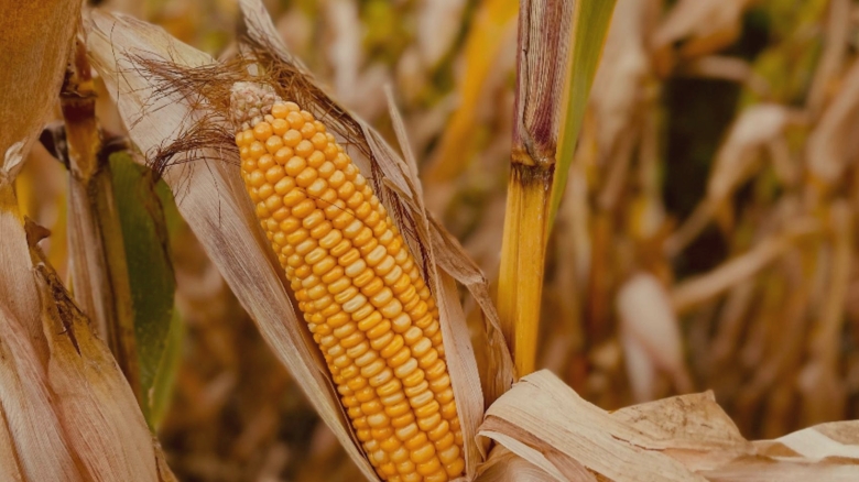 horoscopul lunii septembrie 2025 o perioada plina de schimbari majore pentru cateva zodii 68ac4d85bf5a1