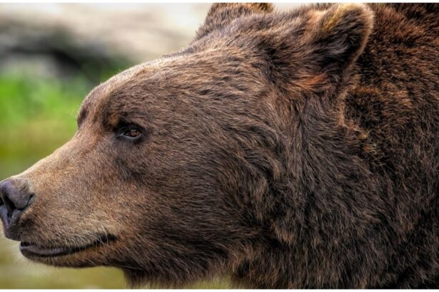 alerta de urs la mai putin de 20 de kilometri de targoviste autoritatile au tremis mesaj ro alert 68d6e0a960886