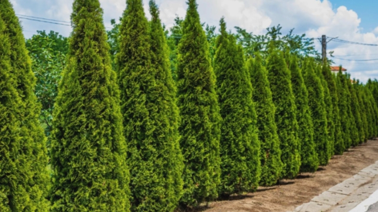 arborii ornamentali cu care poti sa inlocuiesti tuia motivul pentru care trebuie sa renunti la acest conifer 68b9e7b5a56b4