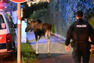 austrian authorities capture chaos causing problem moose 68d2a23bd882d