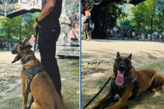 cainii care detecteaza droguri pot provoca tragedii a festivaluri avertismentul unui expert roman de ce alte tari au renuntat la aceasta metoda 68d6f829d9dd7