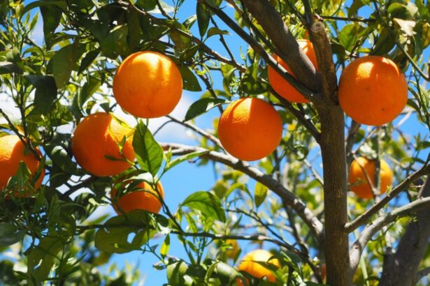 ce salariu are un roman la cules de portocale in spania sezonul 2025 aduce mii de locuri de munca in agricultura 68dbddf418cb7