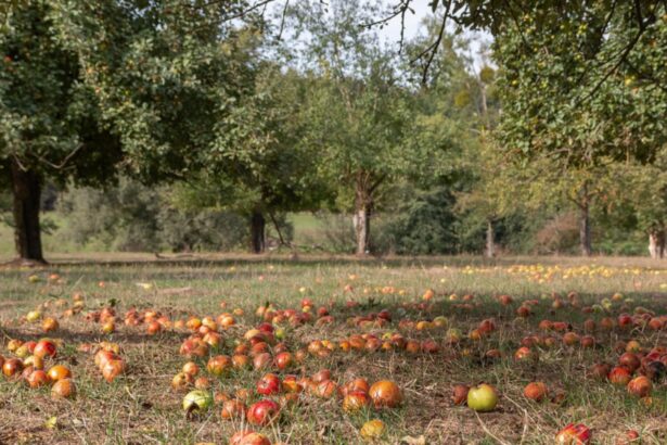 cum trebuie sa faci fertilizarea de toamna a pomilor fructiferi ce spun specialistii 68c1108d9d43c