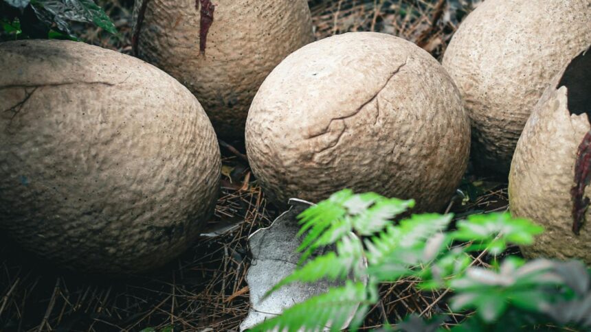 descoperire uimitoare oua de dinozaur vechi de 86 de milioane de ani au fost gasite in china 68c6f5d58ac9b