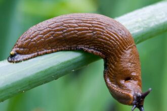 doorbell prankster that tormented residents of german apartments turns out to be a slug 68bececda16eb