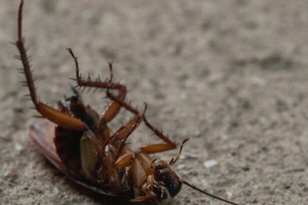 electrocasnicul care atrage gandacii de bucatarie ce trebuie sa faci pentru a evita invazia acestor insecte 68b6a03c559a5