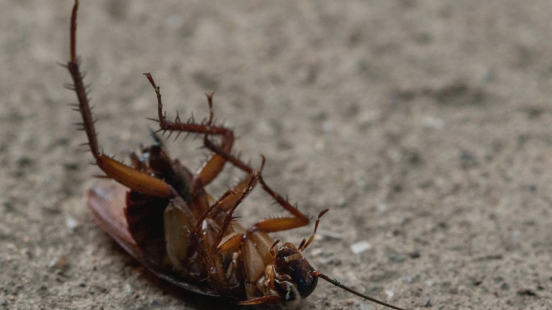 electrocasnicul care atrage gandacii de bucatarie ce trebuie sa faci pentru a evita invazia acestor insecte 68b6a03c559a5