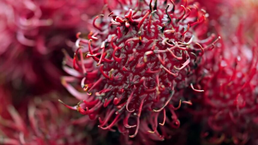 fructul arici de care multi romani nici nu au auzit contine vitamine si nutrienti cat un intreg plafar 68d9a0ff28b32