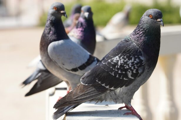 mirosurile care tin porumbeii departe ce ingrediente de bucatarie sunt insuportabile pentru aceste pasari 68c594a70f27c