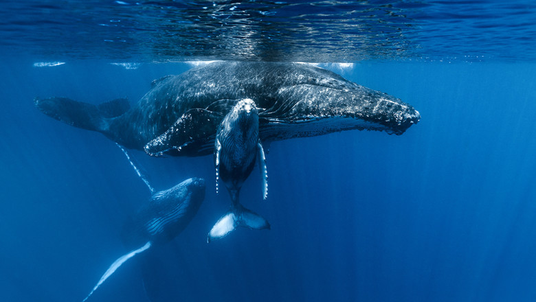 new york devine teren de coliziune intre balene cu cocoasa si nave gigantice specialistii vorbesc despre o furtuna de evenimente 68d659a94720d