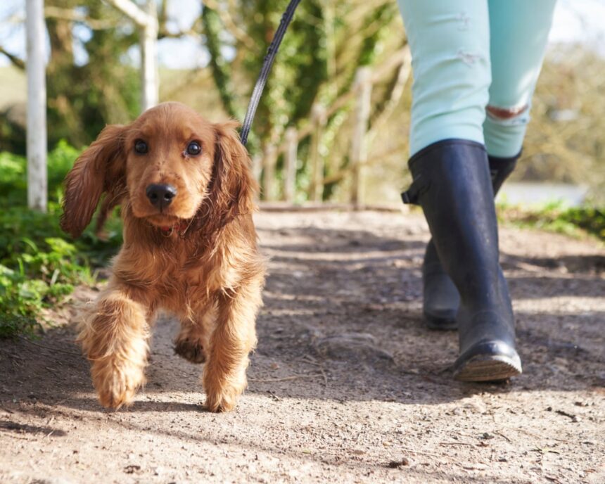 rover tourism italian province proposes tourist tax for dogs 68d6a58621bf5