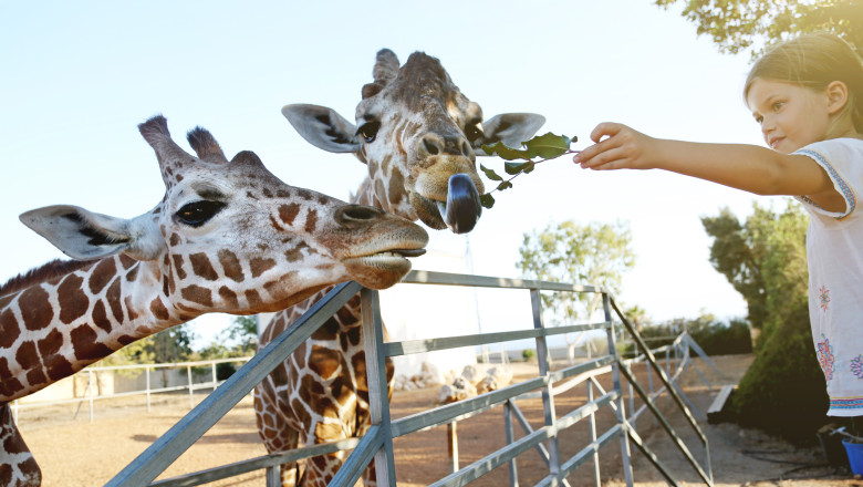 video efectul omului asupra animalelor la zoo care sunt animalele care se bucura ca ne vad dar si cele deranjate de prezenta vizitatorilor 68d85dbf0bad2