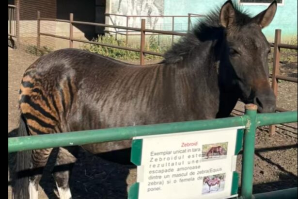 video un animal mai neobisnuit a devenit atractia gradinii zoologice din suceava asta e zebra de pe shein temu 68d559cb0f5e8