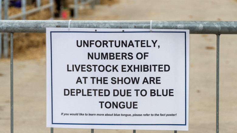 alerta epidemiologica in gorj focar de boala limbii albastre la bovine virusul se extinde in europa anunta expertii veterinari 68ddf97054d76