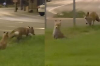 doua vulpi surprinse in centrul resitei la cativa pasi de cladiri si institutii animalele au oferit un adevarat spectacol de acrobatie in joaca lor 68de7fe754aff
