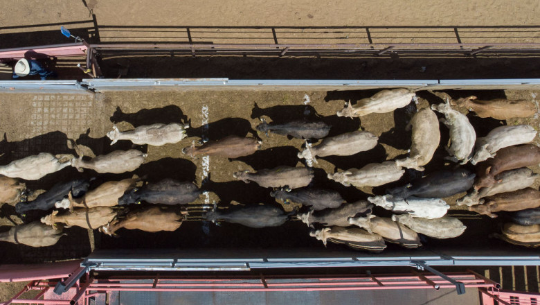 legea privind bunastarea animalelor in timpul transportului blocata de eurodeputati proiectul e sustinut de un politician roman 68f0f2b2e4e07