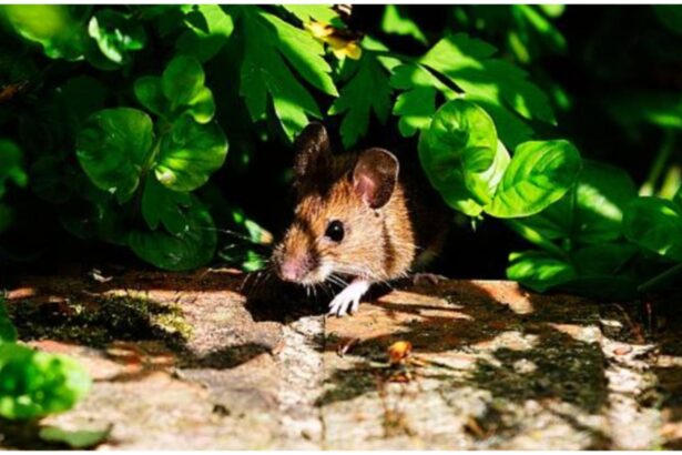 metoda simpla ieftina si eficienta care te scapa de soareci nu o sa ai nevoie de otrava 68e62fb502db3