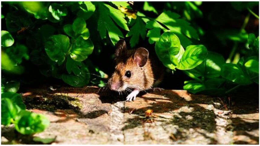 metoda simpla ieftina si eficienta care te scapa de soareci nu o sa ai nevoie de otrava 68e62fb502db3