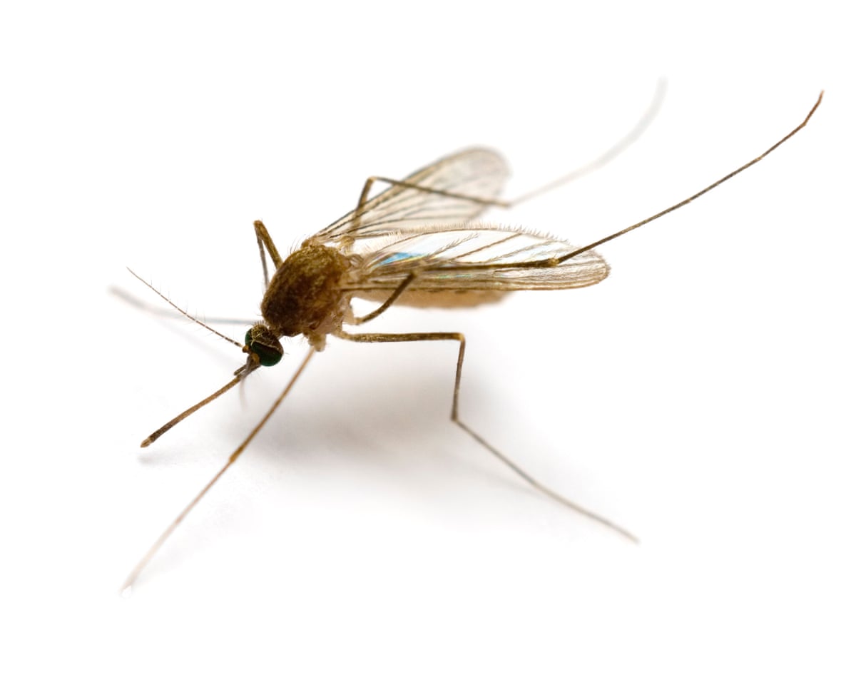 mosquitoes found in iceland for first time as climate crisis warms country 68f766060b325