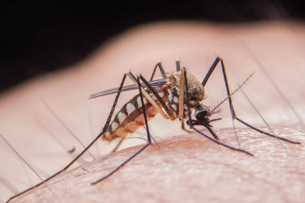 posibil caz de infectare cu virusul west nile la talmaciu precizarile dsp sibiu 68de5000c5334