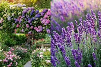 top 5 plante pe care nu trebuie sa le cureti toamna expertii in horticultura au dezvaluit motivul 68deb238d4f92