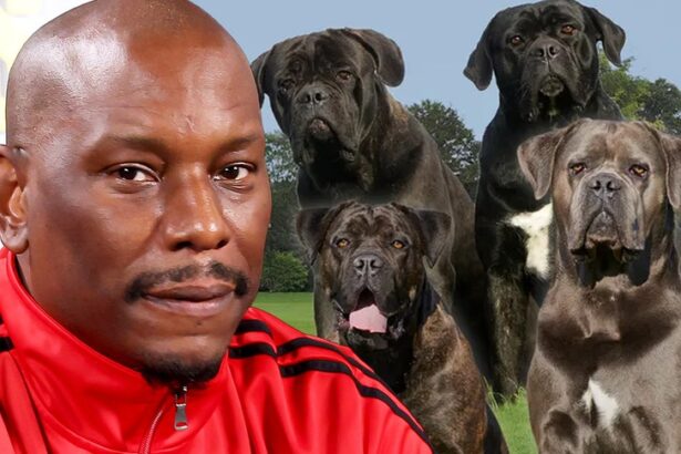 tyrese cops dont know where his killer dogs are 68dc7f0ed403e