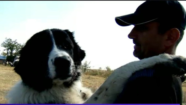 video caini de lucru din romania la cautare in italia ciobanescul mioritic si cel de bucovina printre cei mai aprigi strajeri ai stanelor 68fafa7187b5b