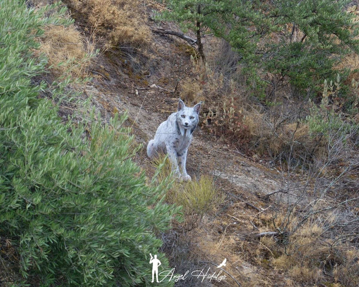 rare white iberian lynx captured on film in spain by amateur photographer 6908389c429ee