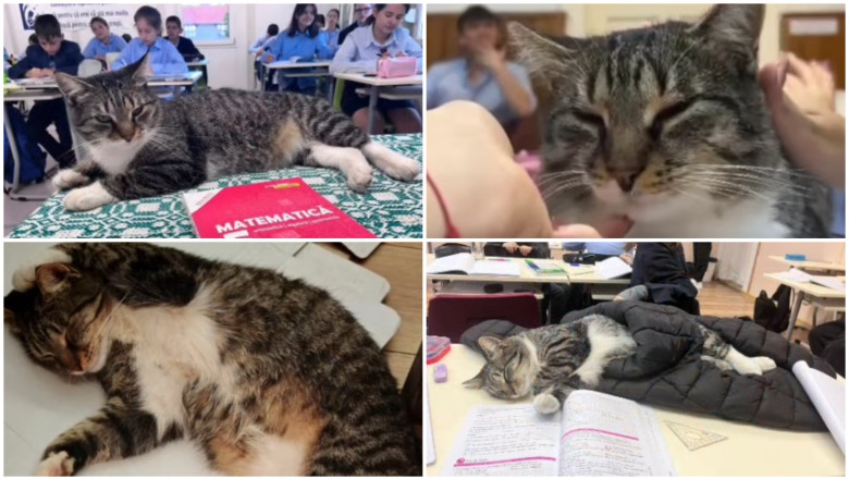 video motanul devenit vedeta intr un liceu din romania misu participa la cursuri si se bucura de atentia tuturor este mascota scolii 69180964ce864