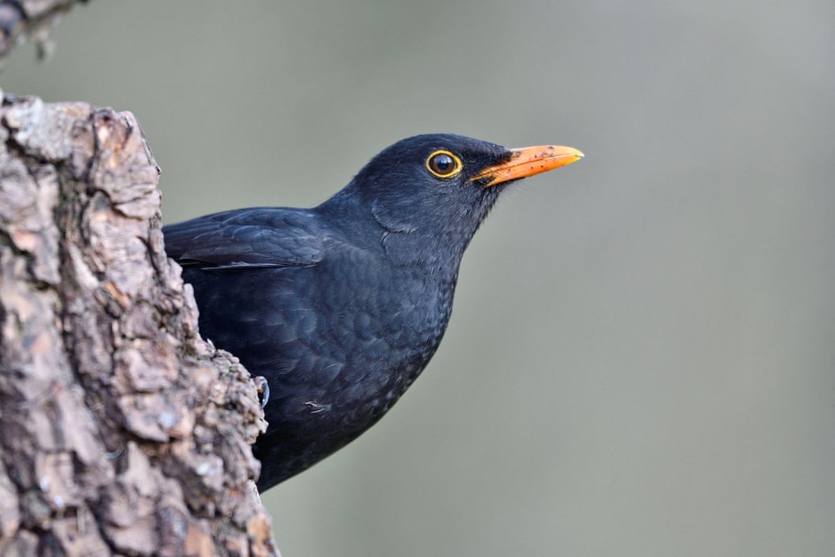 with neonicotinoid pesticide ban frances birds make a tentative recovery study 691ae01cd3423